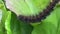 Macro close-up of a Fox Moth caterpillar on a green plant, crawling through the leaves.