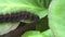 Macro close-up of a Fox Moth caterpillar on a green plant, crawling through the leaves.