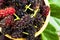 Macro close up of fresh Mulberry fruits