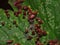 Macro close up gall mites taking over a sycamore leaf, photo taken in the UK