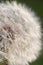 Macro close-up of half of a dandelion seed head, known as a dandelion clock.