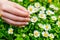 Macro close up of hand picking flowers.