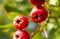 Macro close-up of haws (hawthorn berries) growing in a hedgerow