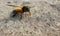 Macro close up of Honeybee with pollen grains and honey traces on head and pollen combs on hind-legs