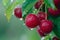 Macro close up of juicy cherry on tree with dew drops, ideal banner with space for text