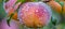 Macro close up of juicy peach with dew drops on tree branch wide banner with copy space