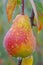 Macro close up of juicy pear with dew drops on tree, ideal banner with space for text