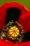 Macro close up. A macro shot in the petals of a red poppy. Stamens and pestle of a poppy flower