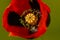 Macro close up. A macro shot in the petals of a red poppy. Stamens and pestle of a poppy flower