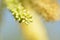 Macro close up mesquite tree during spring in Arizona