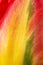 Macro close up of natural multicolor tulip petal
