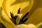 Macro close up of natural yellow tulip pistil