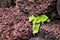 Macro close up newborn green leaves in the brick