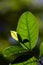 Macro close up newborn green leaves in natural