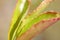 Macro close-up of newly-emerged rose leaves in the sunshine