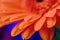 Macro close up of orange gerbera petals with a single rain drop on the flower