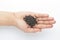 Macro Close-up of Organic Black Gram Vigna mungo or whole black urad on the palm of a Female hand.