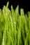 Macro close up of organic wheatgrass