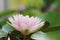 Macro close up petal lotus flower.