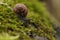 Macro close-up photograph of a Copse Snail (Arianta arbustorum) crawling over moss (Bryophyte species)