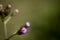 A macro,close up photography of little ironweed petals blooming flowers in the wild garden