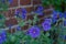 Macro or close up picture of a purple geranium flower in bloom. Botanical names are Geranium Ibericum