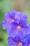 Macro or close up picture of a purple geranium flower in bloom. Botanical names are Geranium Ibericum