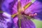 Macro or close up picture of a purple geranium flower in bloom. Botanical names are Geranium Ibericum
