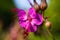 Macro close up of pink bigroot geranium macrorrhizum blossom with closed buds and green blurred background