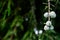 Macro close up of pond cypress with selective focus over the dark background with copy space. natural concept