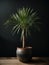 Macro Close up of Ponytail Palm