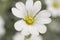 Macro close-up of pretty white cerastium tomentosum flowers in late spring