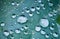 Macro close up of pure rain drops on blue green leaf with venation