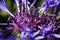 Macro close up of purple squarrose knapweed centaurea triumfettii with blurred green background focus on tops of pedicels