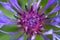 Macro close up of purple squarrose knapweed centaurea triumfettii with blurred green background focus on tops of pedicels