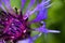 Macro close up of purple squarrose knapweed centaurea triumfettii with blurred green background focus on tops of pedicels