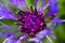 Macro close up of purple squarrose knapweed centaurea triumfettii with blurred green background focus on tops of pedicels