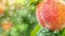 Macro close up of ripe peach on tree with dew drops, ideal banner with space for text