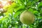 Macro close up of ripe pomelo fruit, detailed shot for enhanced visibility and search relevance