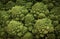 Macro close up of a Romanesco cauliflower