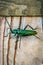 Macro close up of a shiny green Spanish fly beetle Lytta vesicatoria sitting on a wooden plate