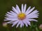 Macro close up shot of Bluish Aster found on the canal, taken in the UK