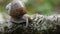 Macro close up shot of burgundy snail (Helix pomatia) crawling on bruch in forest