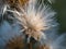 Macro Close up shot of Coyote Brush Baccharis pilularis in winter