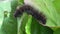 Macro close-up shot of a hairy Fox Moth caterpillar on the plant.