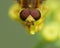 Macro close up shot of a hoverfly collecting pollen from the garden, photo taken in the UK