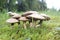 Macro close up shot of Mushroom Fungus in woodland