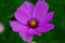 Macro close up shot of a purple flower head of a common mallow malva sylvetris