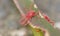 Macro close up shot of velvet mites blood suckers on leaf, photo taken in the UK