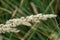 Macro close up of a single blooming blade of grass